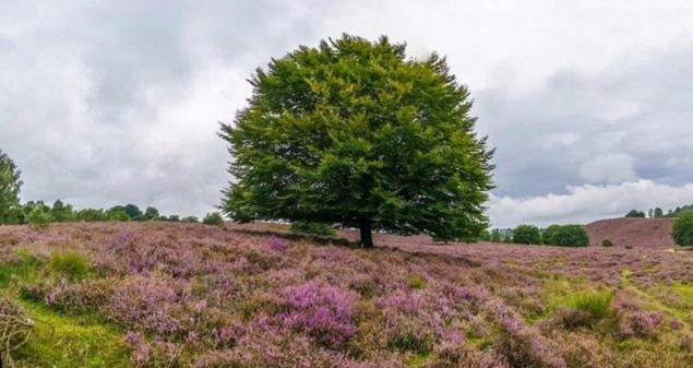 B&Bveluwezoom Eerbeek Exteriér fotografie
